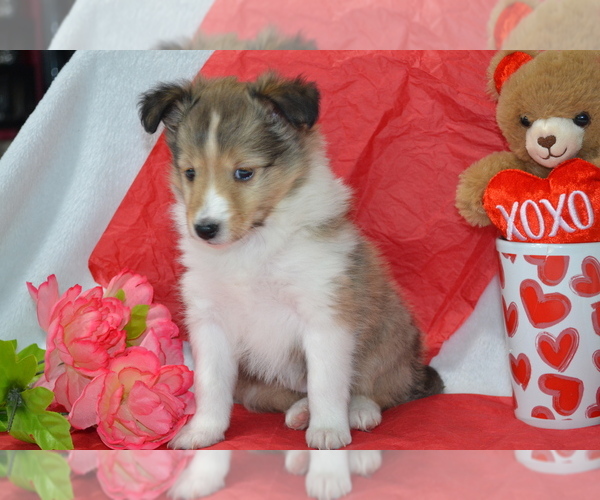 Medium Photo #1 Shetland Sheepdog Puppy For Sale in GREENWOOD, WI, USA