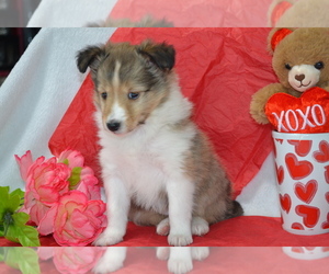 Shetland Sheepdog Litter for sale in GREENWOOD, WI, USA