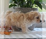 Small Photo #4 Maltipoo Puppy For Sale in MANHEIM, PA, USA
