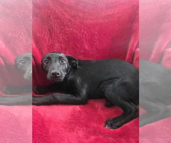 Medium Photo #5 Labrador Retriever-Unknown Mix Puppy For Sale in SHERBURNE, NY, USA