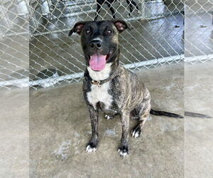 Mutt Dogs for adoption in Pryor, OK, USA