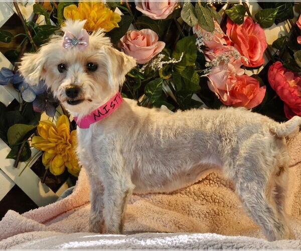 Medium Photo #1 Maltese Puppy For Sale in Bon Carbo, CO, USA