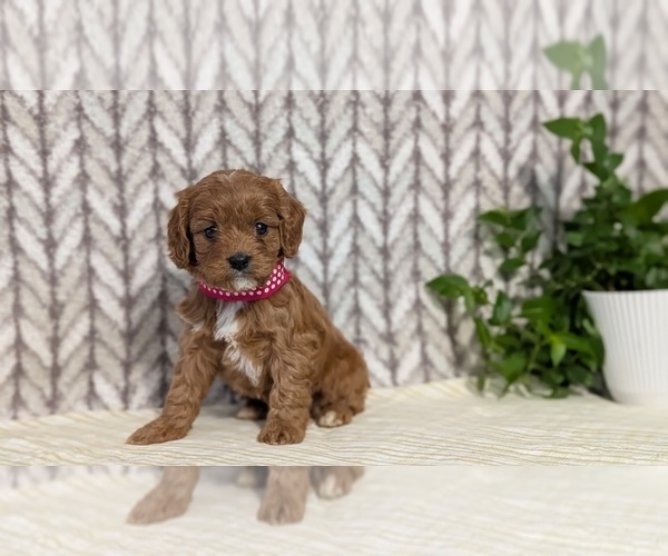 Medium Photo #55 Cavapoo (Miniature) Puppy For Sale in GOSHEN, IN, USA