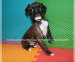 Small #3 Boxer