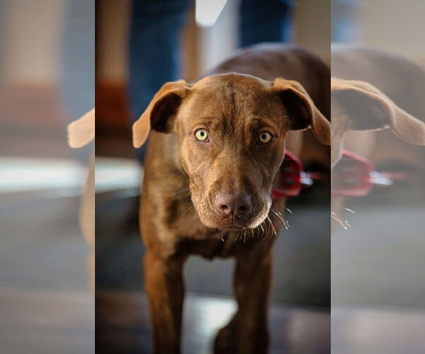 Medium Photo #2 Chocolate Labrador retriever-Unknown Mix Puppy For Sale in NEWPORT NH, NH, USA