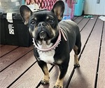 Small Photo #1 French Bulldog Puppy For Sale in PRESCOTT, AZ, USA