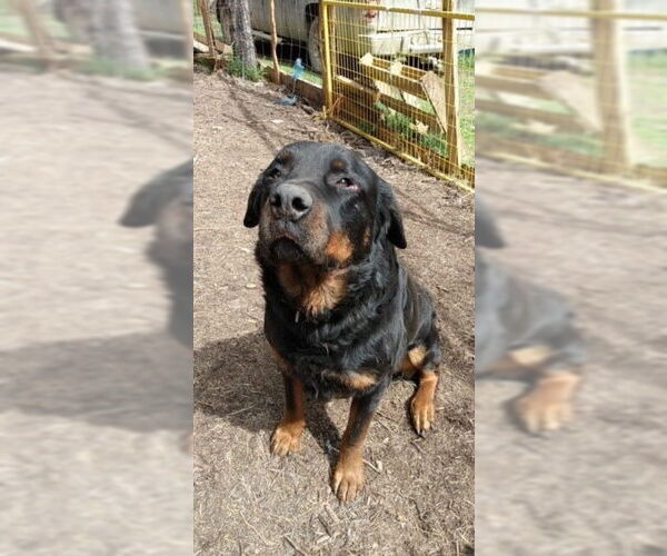 Medium Photo #1 Rottweiler-Unknown Mix Puppy For Sale in Calgary, Alberta, Canada