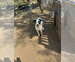 Small #4 Mutt