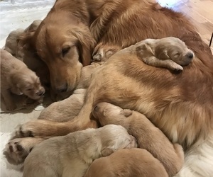 Mother of the Golden Retriever puppies born on 01/27/2022