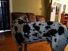 Small Photo #1 Great Dane Puppy For Sale in DEER LODGE, MT, USA