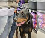 Small Photo #8 Doberman Pinscher Puppy For Sale in Buffalo, MN, USA
