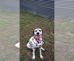 Posey - Female Dalmatian Dog for Adoption - Small photo