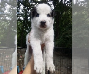 Siberian Husky Puppy for sale in FLORENCE, SC, USA
