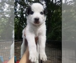 Image preview for Ad Listing. Nickname: SIBERIAN1