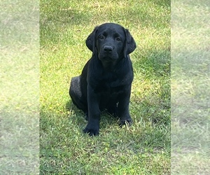 Labrador Retriever Puppy for Sale in FORTSON, Georgia USA