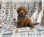 Small #1 Goldendoodle (Miniature)