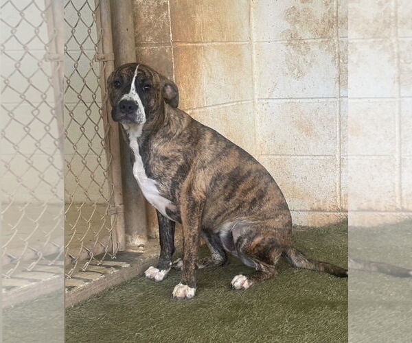 Medium Photo #2 Boxer-Plott Hound Mix Puppy For Sale in Rockaway, NJ, USA