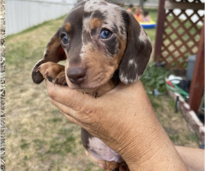 Dachshund Puppy for Sale in FORT MORGAN, Colorado USA