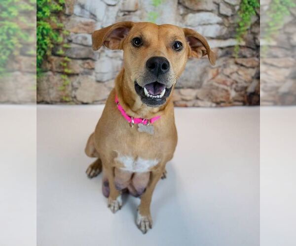 Medium Photo #3 Mutt Puppy For Sale in Kennesaw, GA, USA
