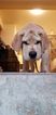 Small Photo #9 Labrador Retriever Puppy For Sale in LACEY, WA, USA