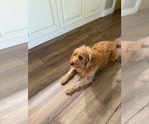 Labradoodle Dogs for adoption in Tampa, FL, USA