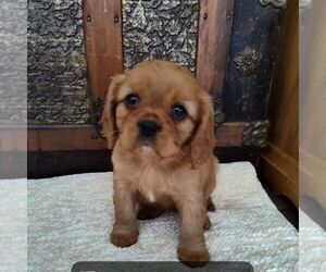Cavalier King Charles Spaniel Puppy for sale in BLAIRS MILLS, PA, USA