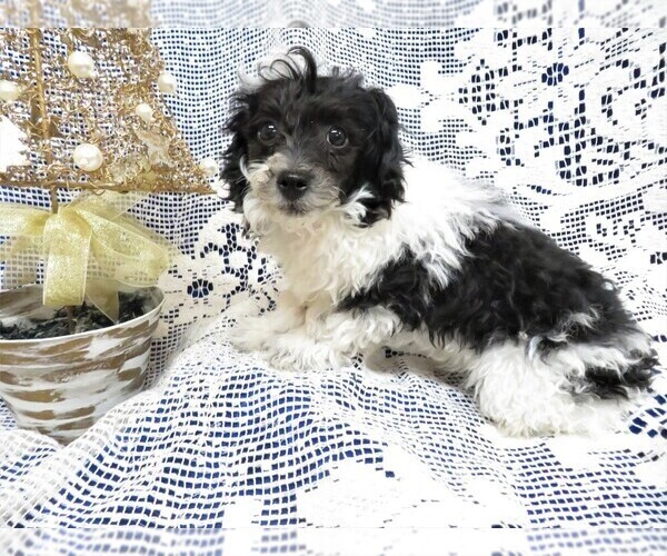 Medium Photo #4 Poodle (Toy) Puppy For Sale in HARTVILLE, MO, USA