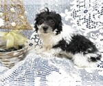 Small Photo #4 Poodle (Toy) Puppy For Sale in HARTVILLE, MO, USA
