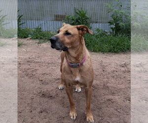 Bubblegum - Female Labrador Retriever-Unknown Mix Dog for Adoption - Photo #10