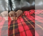 Small Photo #2 Dachshund Puppy For Sale in ALBUQUERQUE, NM, USA