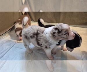 Medium Border-Aussie