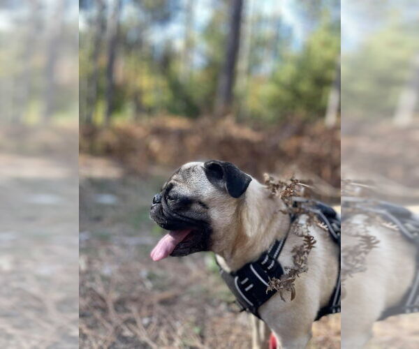 Medium Photo #5 Pug Puppy For Sale in Brights Grove, Ontario, Canada