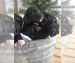 Small Photo #3 Goldendoodle Puppy For Sale in LEOMA, TN, USA