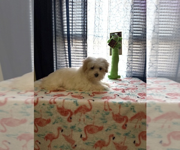 Medium Photo #1 Morkie Puppy For Sale in BENSON, NC, USA