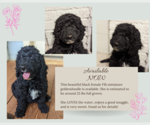 Goldendoodle (Miniature) Puppy for sale in MIDLAND, NC, USA