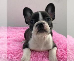 French Bulldog Puppy for sale in ORLANDO, FL, USA