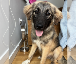 Great Pyrenees-Unknown Mix Dogs for adoption in Brooklyn, NY, USA