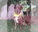 Small Catahoula Leopard Dog Mix