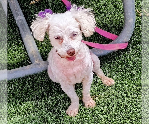 Medium Photo #3 Poodle (Miniature)-Unknown Mix Puppy For Sale in Apple Valley, CA, USA