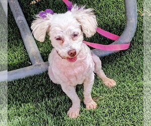 Stacy - Female Poodle (Miniature)-Unknown Mix Dog for Adoption - Photo #3