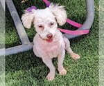 Small Photo #3 Poodle (Miniature)-Unknown Mix Puppy For Sale in Apple Valley, CA, USA