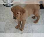 Small Photo #3 Golden Retriever Puppy For Sale in SANTA CLARITA, CA, USA