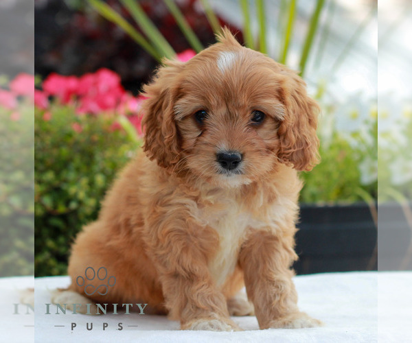 Medium Photo #1 Cavapoo (Miniature) Puppy For Sale in LITITZ, PA, USA