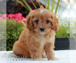 Small Cavapoo (Miniature)