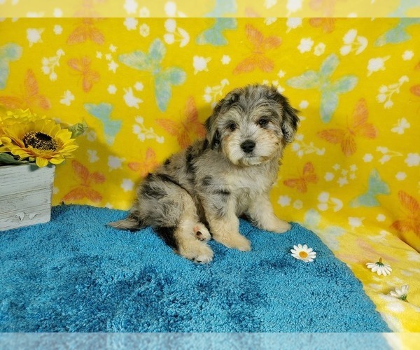 Medium Photo #4 Goldendoodle-Poodle (Toy) Mix Puppy For Sale in COLORADO SPRINGS, CO, USA