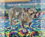 Small Photo #1 French Bulldog Puppy For Sale in BUCKEYE, AZ, USA