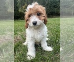 Small #53 Cavapoo-Poodle (Miniature) Mix