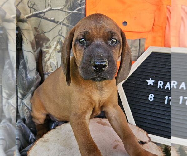 Medium Photo #1 Redbone Coonhound Puppy For Sale in DENVER, PA, USA