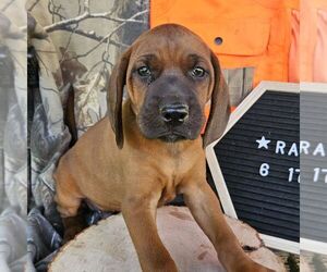 Redbone Coonhound Puppy for sale in DENVER, PA, USA