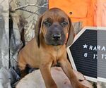 Small Redbone Coonhound